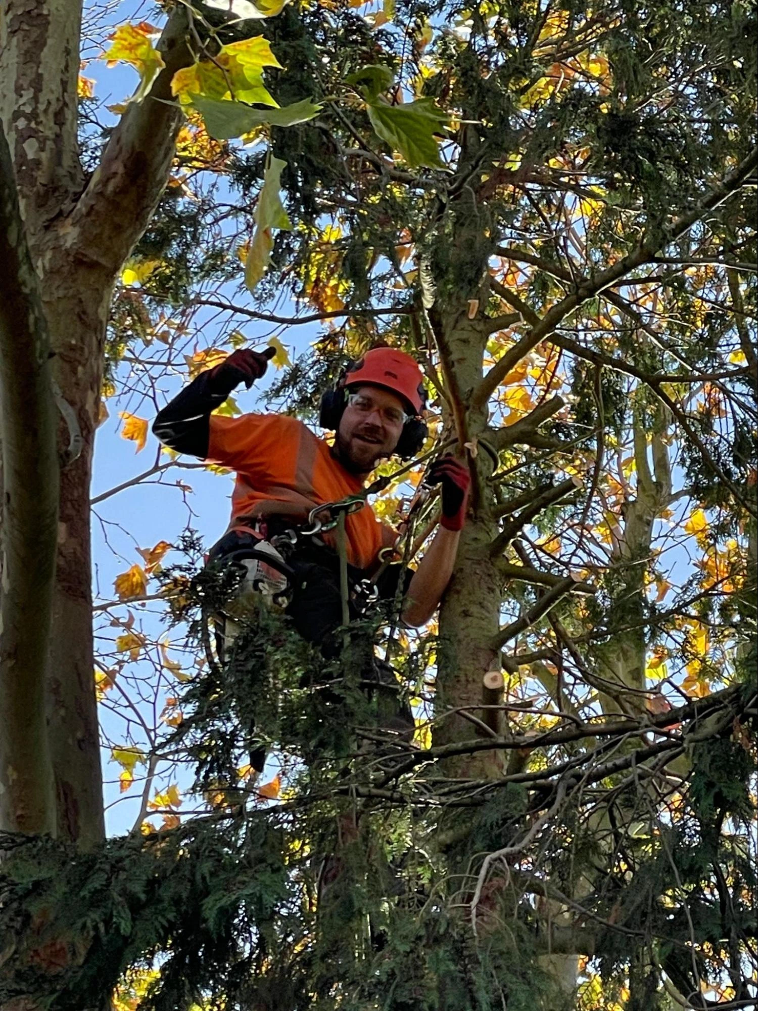 Rainham Tree Care Experts